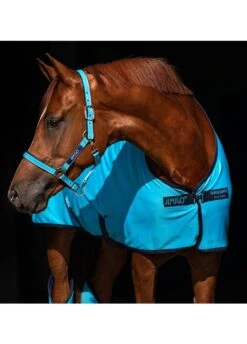 Amigo Headcollar - Delphinium