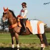Equisafety Mercury Reflective Wrap Around - Red Orange
