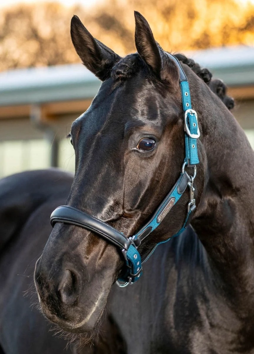 LeMieux Capella Headcollar - Marine