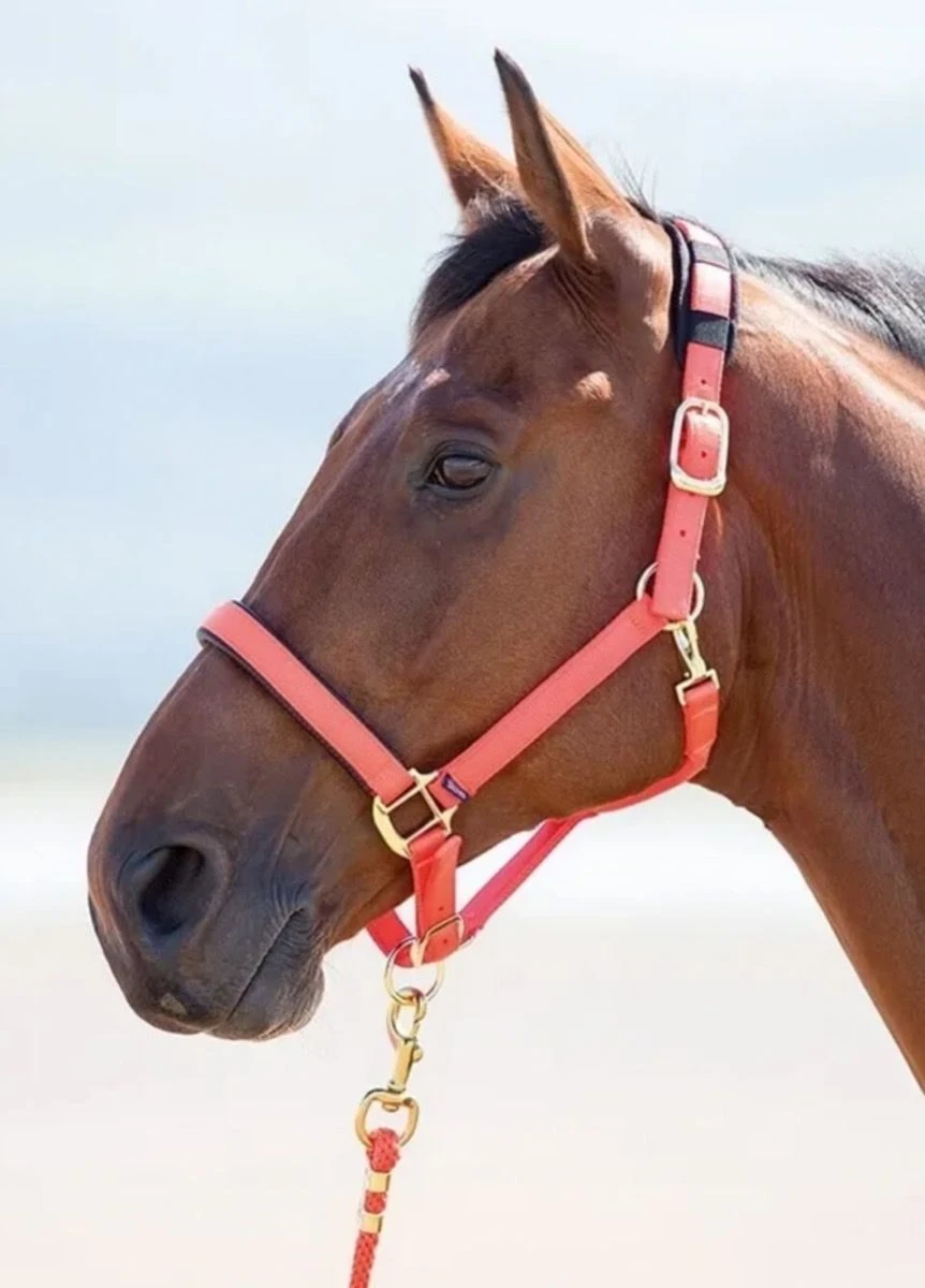 Shires Topaz Nylon Headcollar - Orange