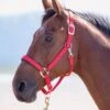 Shires Topaz Padded Headcollar - Red